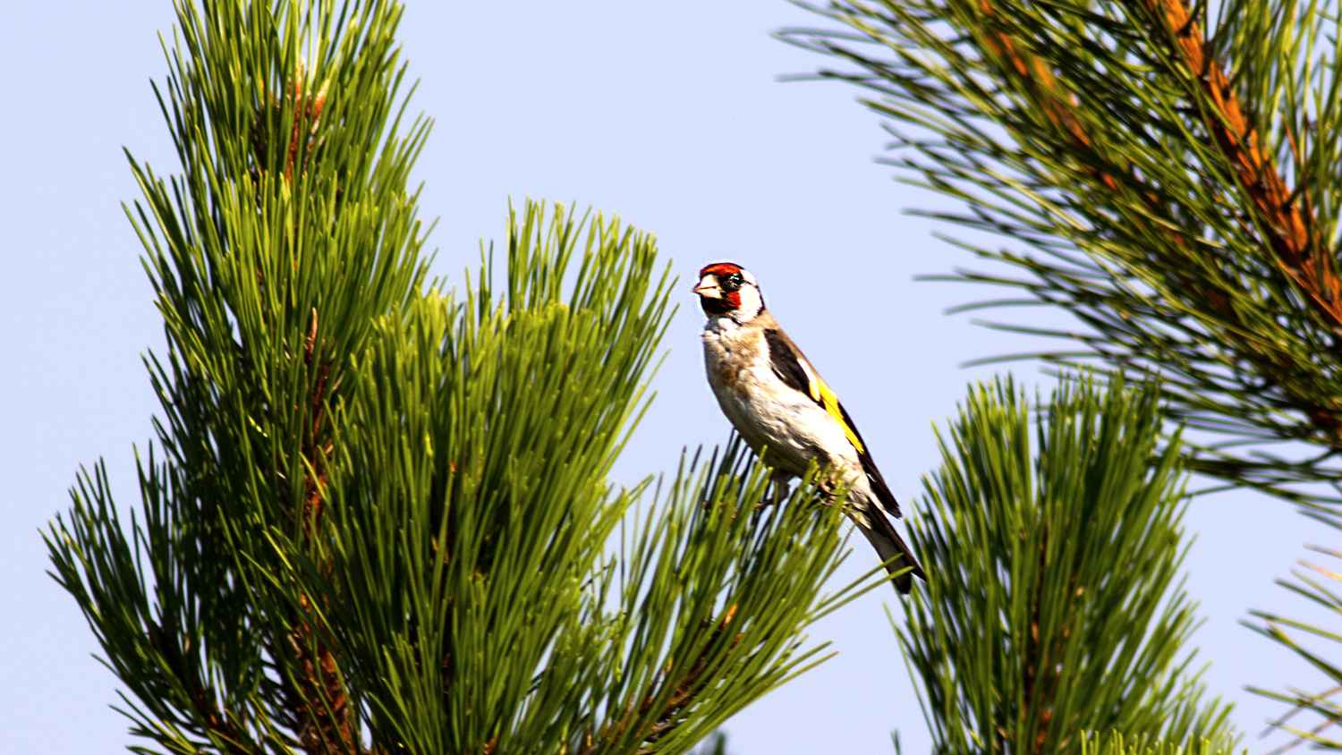 European Goldfinch